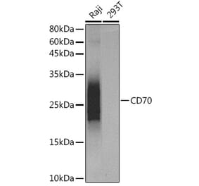 Western Blot - Anti-CD70 Antibody [ARC5081-01] (A309324) - Antibodies.com