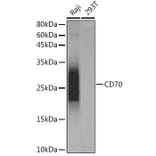 Western Blot - Anti-CD70 Antibody [ARC5081-01] (A309324) - Antibodies.com