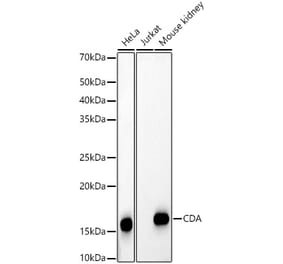 Western Blot - Anti-CDA Antibody (A309329) - Antibodies.com