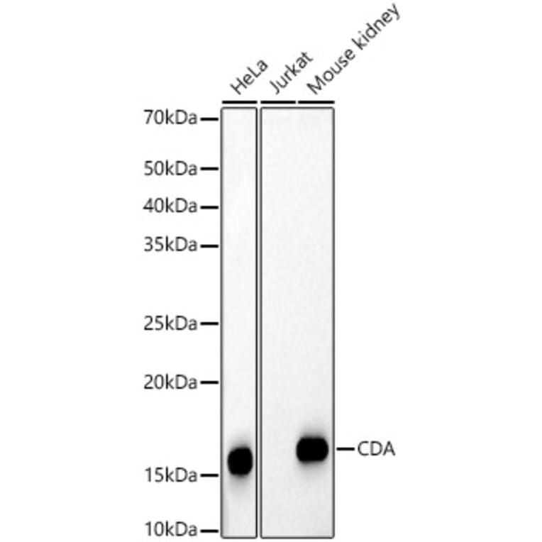 Western Blot - Anti-CDA Antibody (A309329) - Antibodies.com