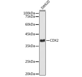 Western Blot - Anti-CDX2 Antibody [ARC3070] (A309330) - Antibodies.com