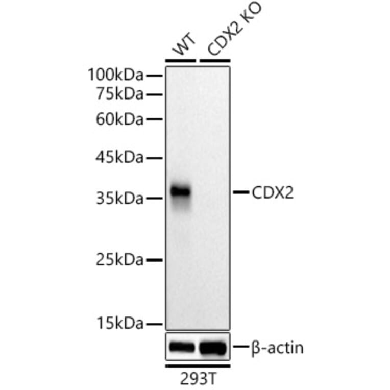 Western Blot - Anti-CDX2 Antibody [ARC3070] (A309330) - Antibodies.com