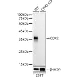 Western Blot - Anti-CDX2 Antibody [ARC3070] (A309330) - Antibodies.com