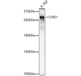 Western Blot - Anti-Chd1 Antibody [ARC59018] (A309331) - Antibodies.com
