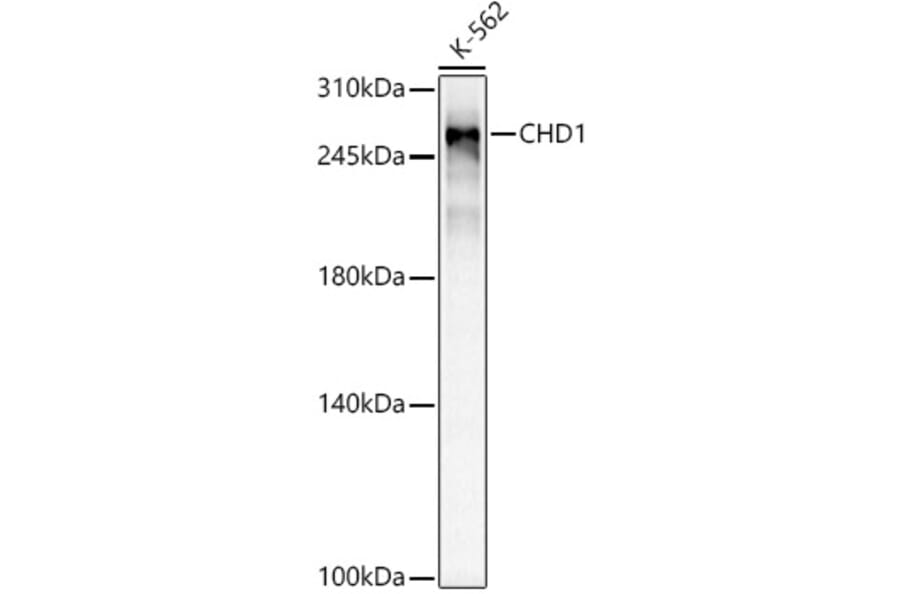 Western Blot - Anti-Chd1 Antibody [ARC59018] (A309331) - Antibodies.com