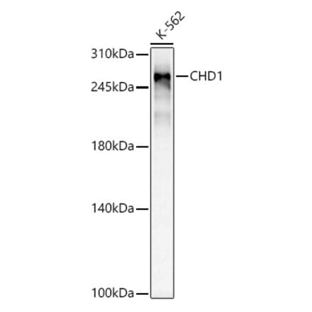 Western Blot - Anti-Chd1 Antibody [ARC59018] (A309331) - Antibodies.com