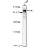 Western Blot - Anti-Chd1 Antibody [ARC59018] (A309331) - Antibodies.com