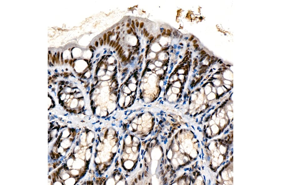 Immunohistochemistry - Anti-Chd1 Antibody [ARC59018] (A309331) - Antibodies.com
