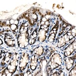 Immunohistochemistry - Anti-Chd1 Antibody [ARC59018] (A309331) - Antibodies.com