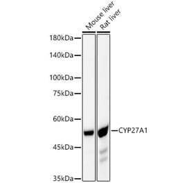 Western Blot - Anti-CYP27A1 Antibody [ARC59606] (A309338) - Antibodies.com