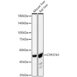 Western Blot - Anti-CYP27A1 Antibody [ARC59606] (A309338) - Antibodies.com