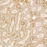 Immunohistochemistry - Anti-DGAT1 Antibody [ARC58696] (A309346) - Antibodies.com