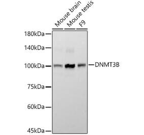 Western Blot - Anti-Dnmt3b Antibody [ARC57702] (A309348) - Antibodies.com