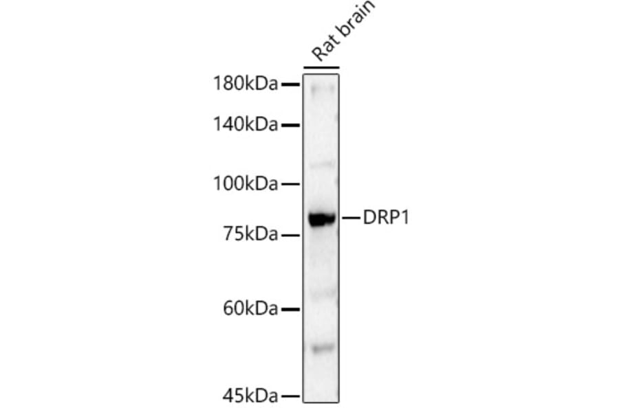 Western Blot - Anti-DRP1 Antibody (A309349) - Antibodies.com