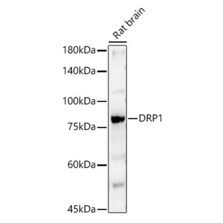 Western Blot - Anti-DRP1 Antibody (A309349) - Antibodies.com