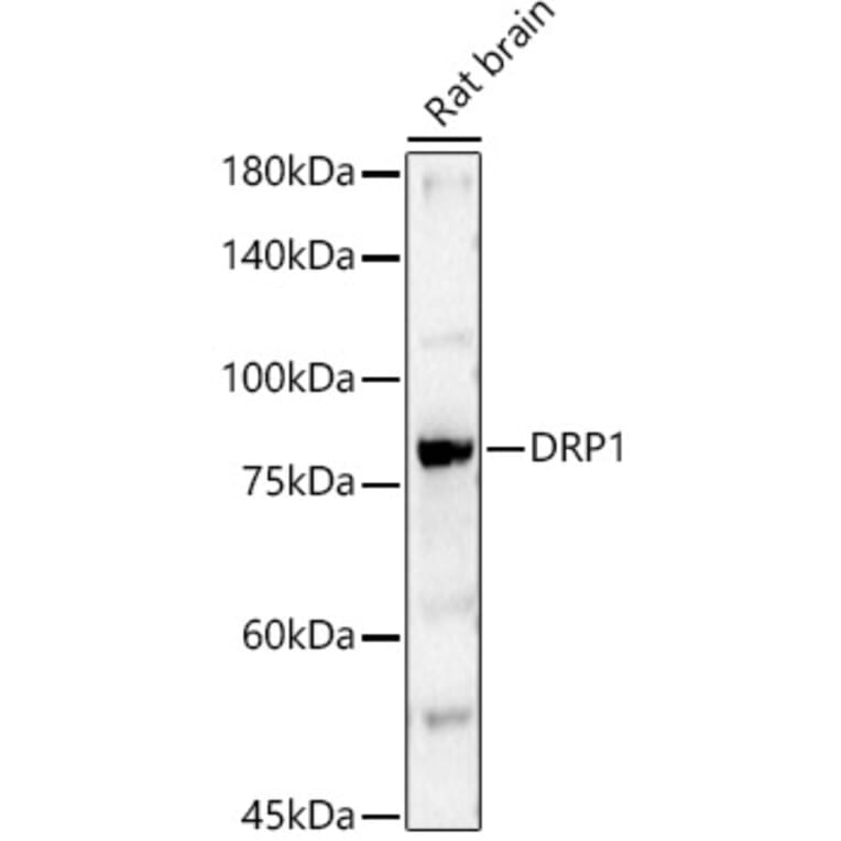 Western Blot - Anti-DRP1 Antibody (A309349) - Antibodies.com
