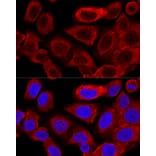 Immunofluorescence - Anti-DRP1 Antibody (A309349) - Antibodies.com