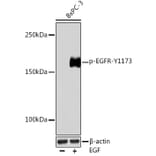 Western Blot - Anti-EGFR (phospho Tyr1173) Antibody (A309350) - Antibodies.com