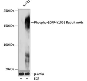 Western Blot - Anti-EGFR (phospho Tyr1068) Antibody (A309353) - Antibodies.com