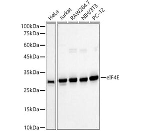 Western Blot - Anti-eIF4E Antibody (A309356) - Antibodies.com