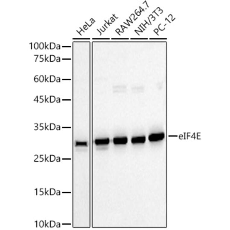 Western Blot - Anti-eIF4E Antibody (A309356) - Antibodies.com