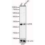 Western Blot - Anti-eIF4E Antibody (A309356) - Antibodies.com