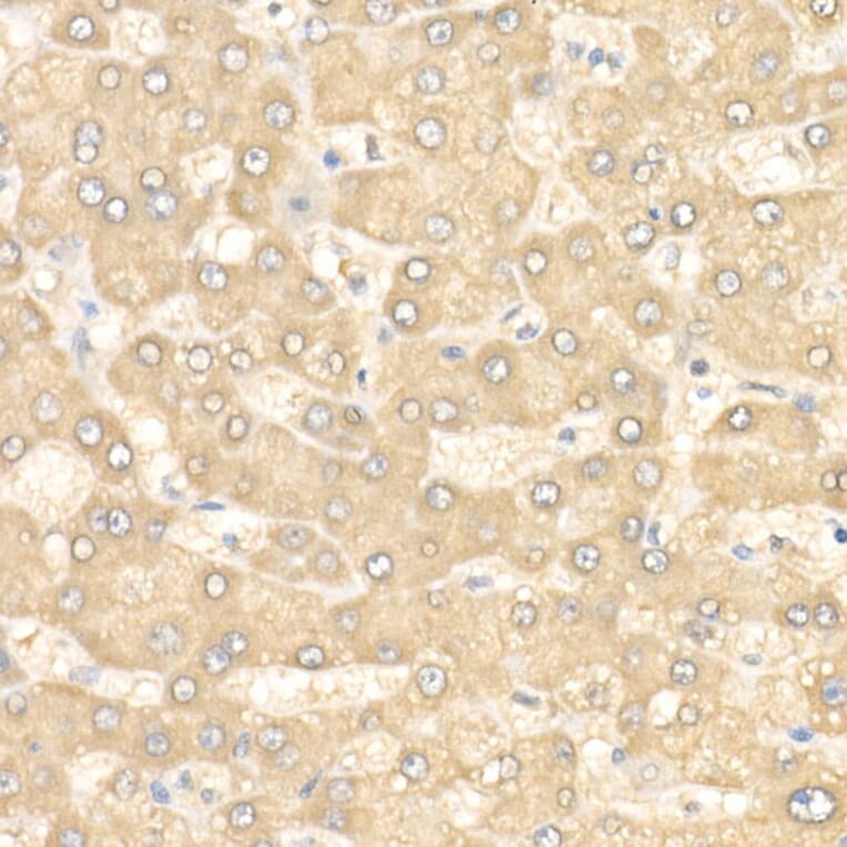 Immunohistochemistry - Anti-eIF4E Antibody (A309356) - Antibodies.com