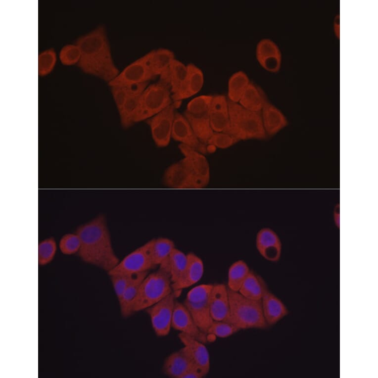 Immunofluorescence - Anti-eIF4E Antibody (A309356) - Antibodies.com