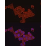 Immunofluorescence - Anti-eIF4E Antibody (A309356) - Antibodies.com