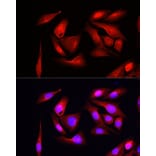 Immunofluorescence - Anti-eIF4EBP1 Antibody (A309360) - Antibodies.com