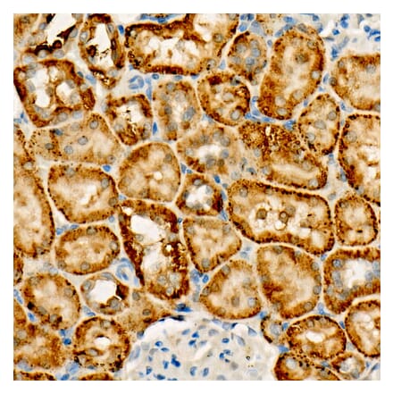 Immunohistochemistry - Anti-FUNDC1 Antibody [ARC57663] (A309370) - Antibodies.com