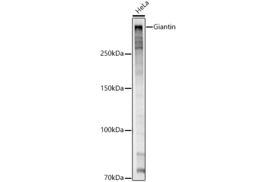Western Blot - Anti-Giantin Antibody (A309374) - Antibodies.com