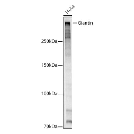 Western Blot - Anti-Giantin Antibody (A309374) - Antibodies.com