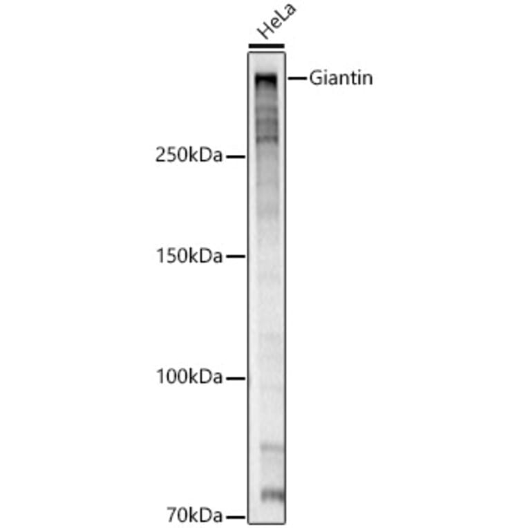 Western Blot - Anti-Giantin Antibody (A309374) - Antibodies.com