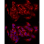 Immunofluorescence - Anti-Giantin Antibody (A309374) - Antibodies.com