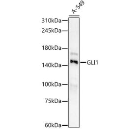 Western Blot - Anti-Gli1 Antibody [ARC59108] (A309375) - Antibodies.com