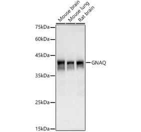 Western Blot - Anti-GNAQ Antibody [ARC3048] (A309377) - Antibodies.com