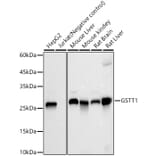 Western Blot - Anti-GSTT1 Antibody [ARC59201] (A309381) - Antibodies.com