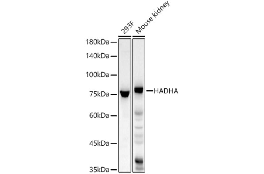 Western Blot - Anti-HADHA Antibody (A309382) - Antibodies.com