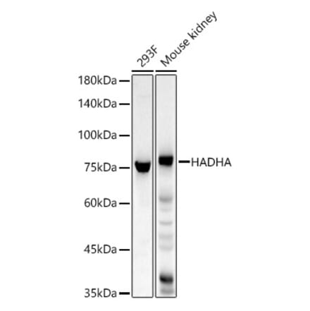 Western Blot - Anti-HADHA Antibody (A309382) - Antibodies.com