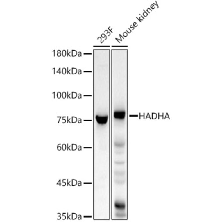 Western Blot - Anti-HADHA Antibody (A309382) - Antibodies.com