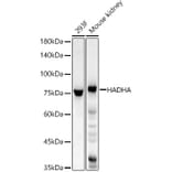 Western Blot - Anti-HADHA Antibody (A309382) - Antibodies.com