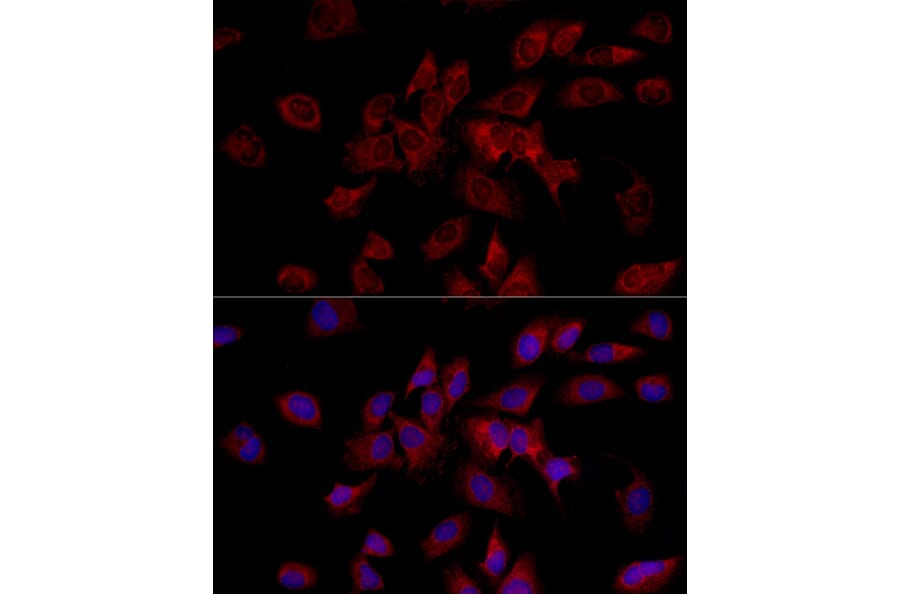 Immunofluorescence - Anti-HADHA Antibody (A309382) - Antibodies.com