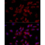 Immunofluorescence - Anti-HADHA Antibody (A309382) - Antibodies.com