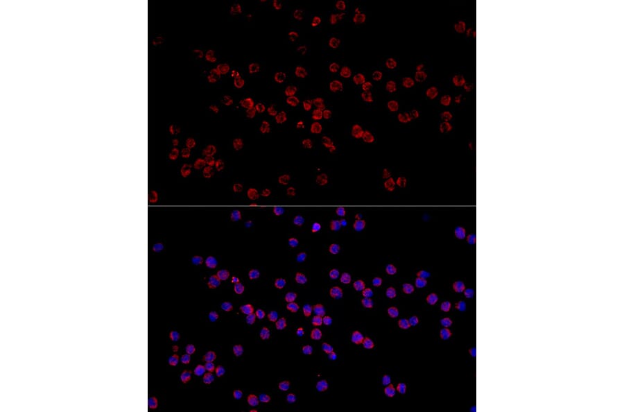 Immunofluorescence - Anti-HADHA Antibody (A309382) - Antibodies.com