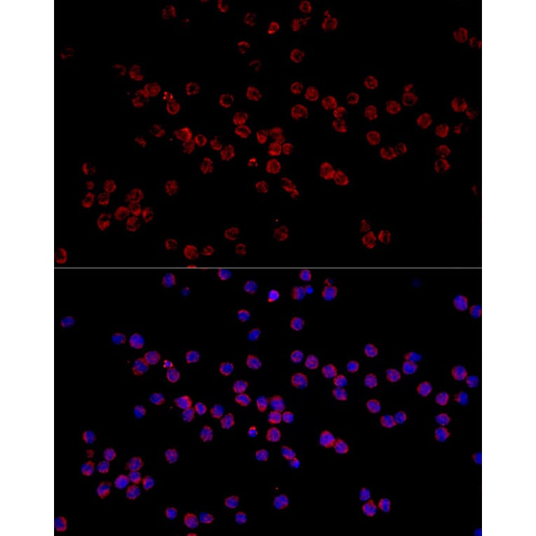 Immunofluorescence - Anti-HADHA Antibody (A309382) - Antibodies.com