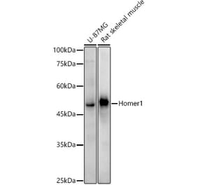 Western Blot - Anti-Homer1 Antibody [ARC3008] (A309385) - Antibodies.com