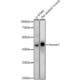 Western Blot - Anti-Homer1 Antibody [ARC3008] (A309385) - Antibodies.com