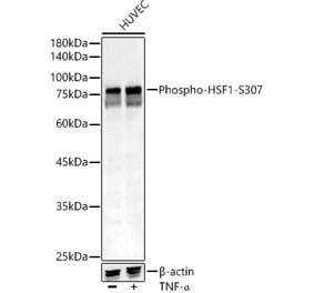 Western Blot - Anti-HSF1 (phospho Ser307) Antibody (A309386) - Antibodies.com