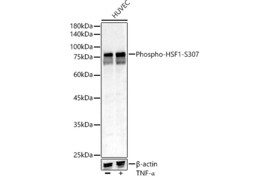 Western Blot - Anti-HSF1 (phospho Ser307) Antibody (A309386) - Antibodies.com